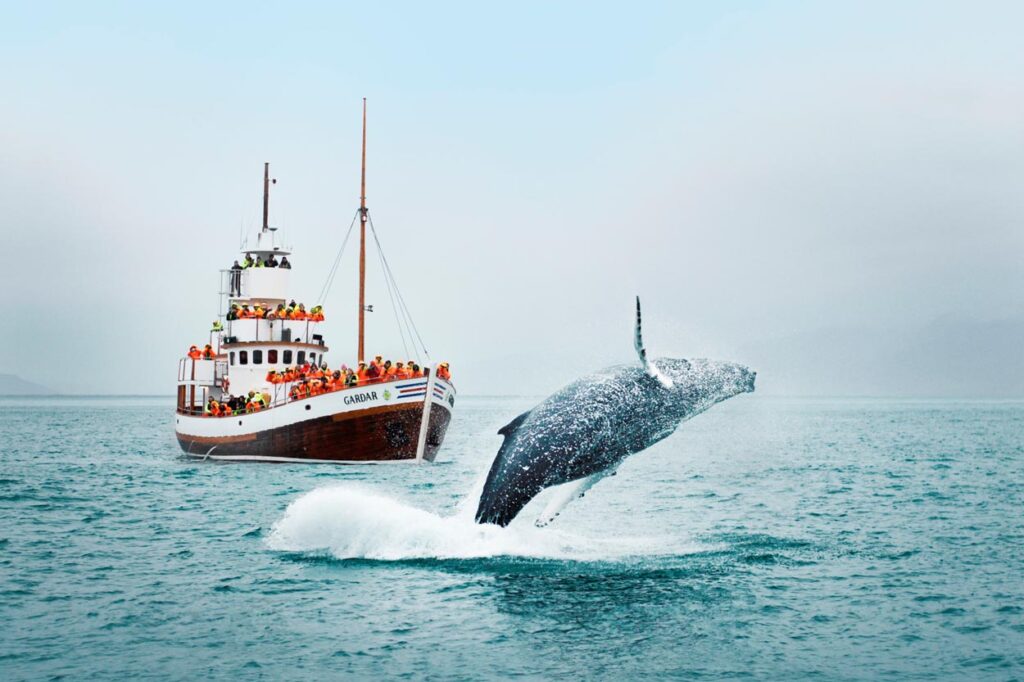 ล่องเรือชมปลาวาฬ ทัวร์ไอซ์แลนด์