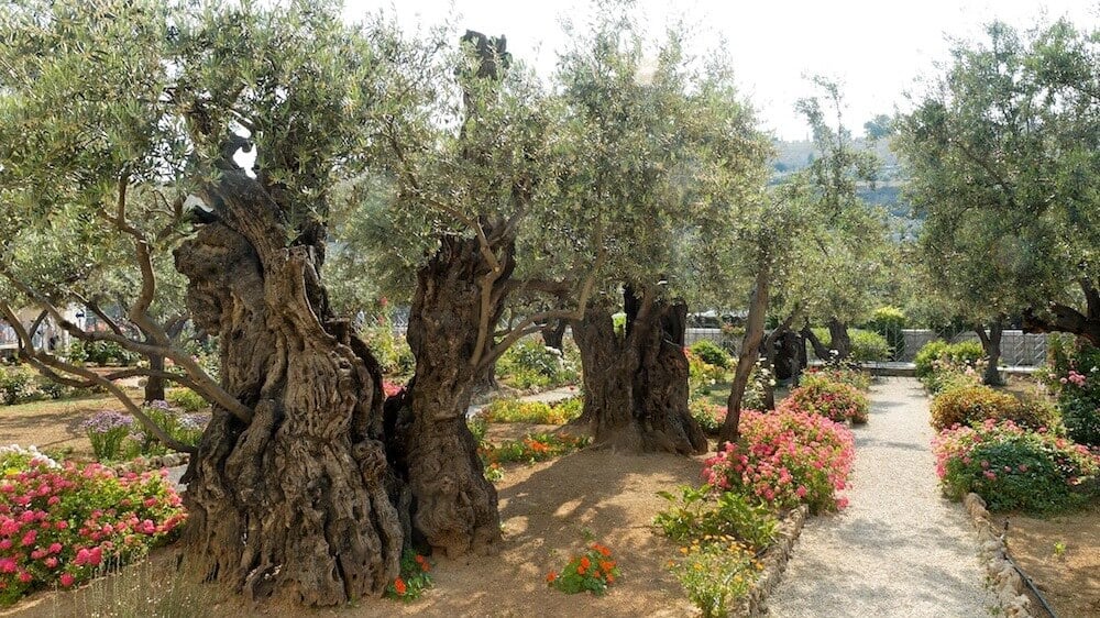 กรุงเยรูซาเล็ม (Jerusalem) สวนเกทเสมนี (Gatsemane) 